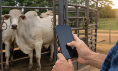 App para Pesar Gado: Guia Prático